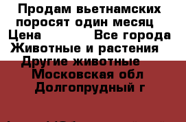 Продам вьетнамских поросят,один месяц › Цена ­ 3 000 - Все города Животные и растения » Другие животные   . Московская обл.,Долгопрудный г.